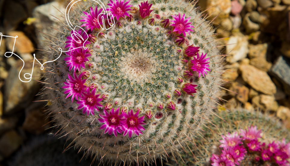 Raus aus dem Hamsterrad, rein ins zyklische Leben mit mehr Leichtigkeit Kaktus